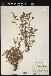 Acalypha phleoides image