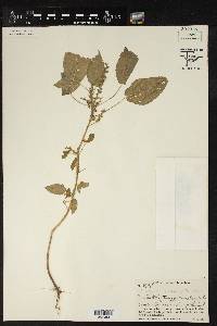 Acalypha ostryifolia image