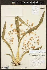 Oncidium ornithorhynchum image
