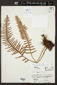 Polypodium rosei image