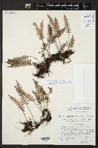 Pleopeltis polypodioides image