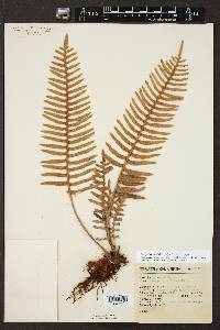 Polypodium rosei image