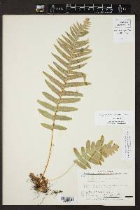 Polypodium fuscopetiolatum image