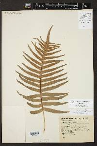 Polypodium fuscopetiolatum image