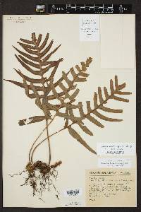 Polypodium fuscopetiolatum image