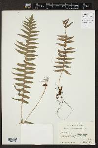Polypodium rhodopleuron image