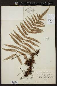 Polypodium subpetiolatum image