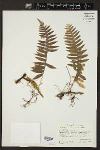 Polypodium rhodopleuron image