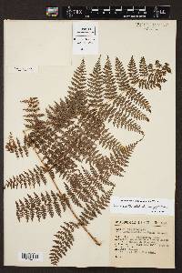 Dennstaedtia distenta image