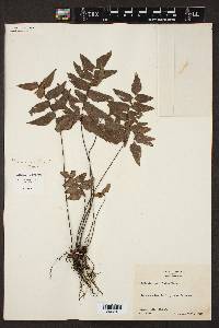 Adiantum petiolatum image