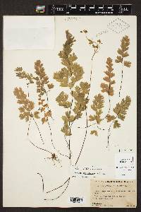 Adiantum capillus-veneris image