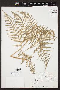 Pteridium caudatum image