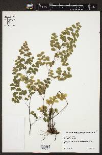 Adiantum poiretii image