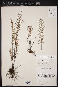 Pellaea ternifolia subsp. villosa image