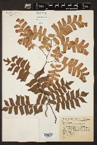 Adiantum trapeziforme image