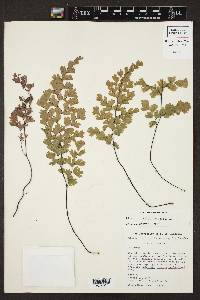 Adiantum capillus-veneris image