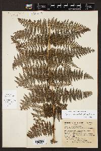 Dennstaedtia distenta image