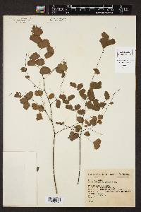 Adiantum tenerum image