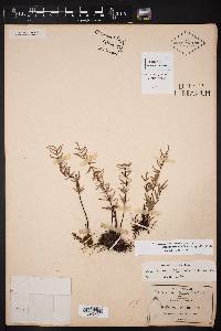 Pellaea ternifolia subsp. villosa image