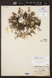 Trichomanes pyxidiferum image