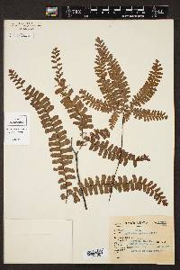 Adiantum patens image