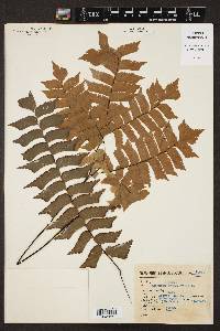 Adiantum trapeziforme image