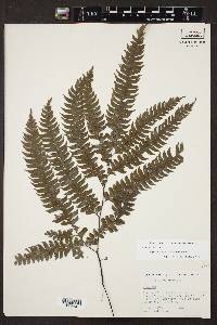 Adiantum wilesianum image