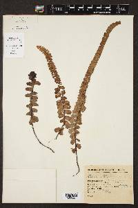 Adiantum shepherdii image