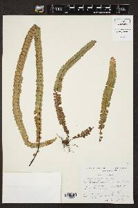 Adiantum shepherdii image