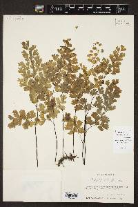 Adiantum capillus-veneris image