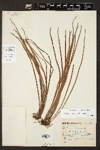 Vittaria graminifolia image