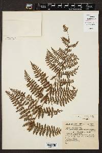 Dryopteris karwinskyana image