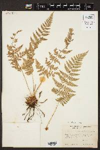 Dryopteris cinnamomea image