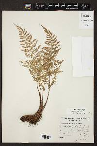 Dryopteris cinnamomea image