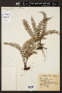 Asplenium monanthes image