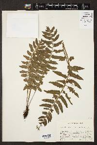 Asplenium alatum image