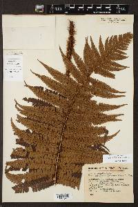 Dryopteris wallichiana image