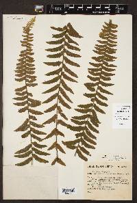 Asplenium potosinum image