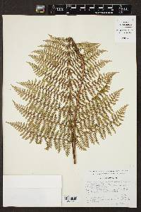 Dryopteris karwinskyana image