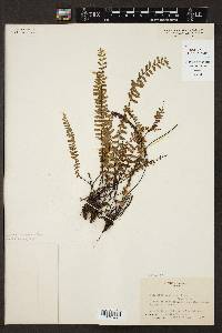 Asplenium resiliens image