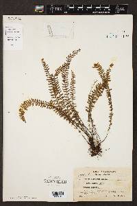 Asplenium formosum image