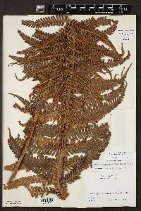 Dryopteris wallichiana image