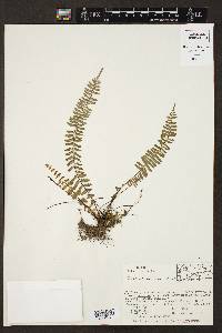 Asplenium monanthes image