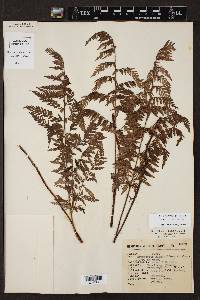 Dryopteris rossii image