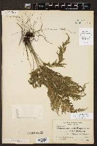 Asplenium solmsii image