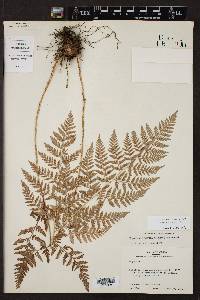 Dryopteris rossii image