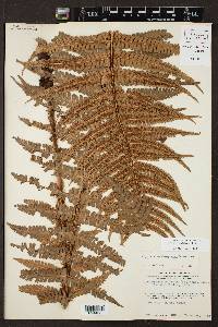 Dryopteris wallichiana image