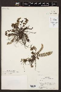 Asplenium fibrillosum image