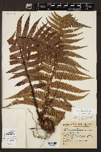 Dryopteris wallichiana image