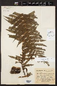 Cyathea bicrenata image